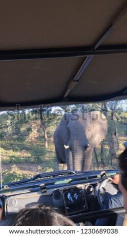 An African Elephant Close To A Safari Truck