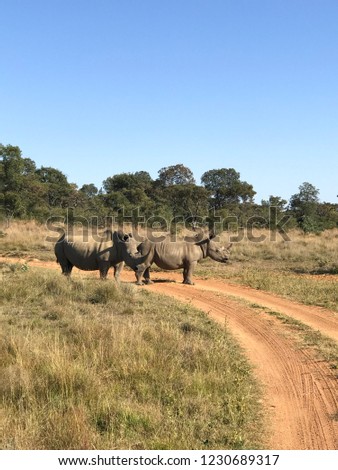 Two Rhinos In Africa