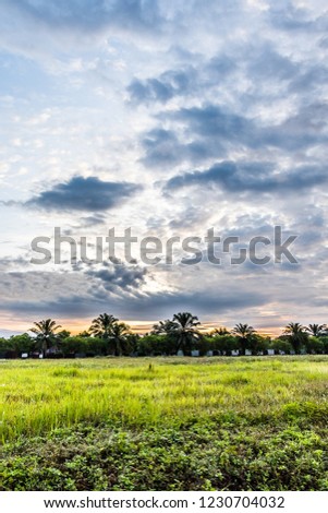 Silhouette Summer field full of grass and morning sky above. Beautiful sunset landscape.