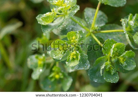Field clover in close up with drops of dew and melting frost in morning sun.