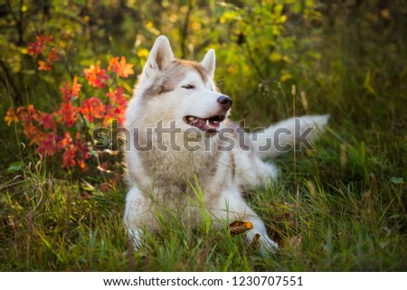 Profile Portrait of cute beige siberian Husky dog lying in the grass in the bright fall forest and looking to the camera