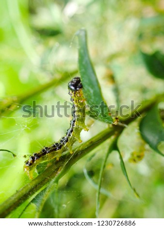 macro closeup of a beautiful green yellow with black spots caterpillar of Cydalima perspectalis or the box tree moth species eating feeding on a fresh leaf