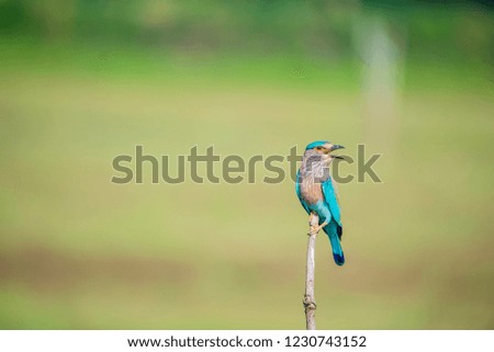 Indian Roller Bird Royalty-Free Stock Photo #1230743152