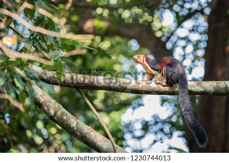 Malabar Giant Squirrel Royalty-Free Stock Photo #1230744013