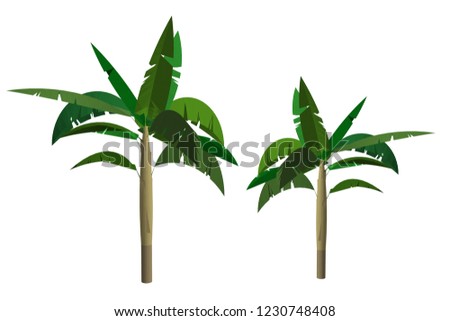 Vector illustration of a banana tree.