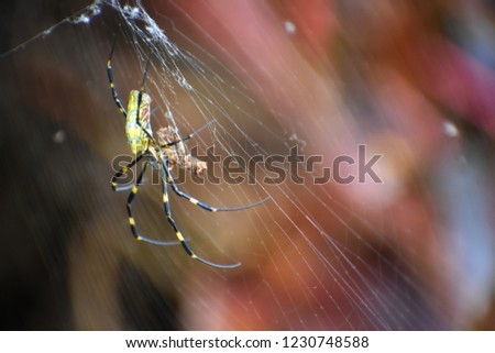 Close up and selective focus Colorful spider on the web.