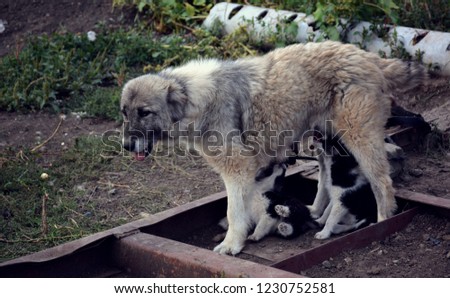 Dogs are hungry. Puppies Feeding From Their Mother. Puppies eat mother's dog milk.