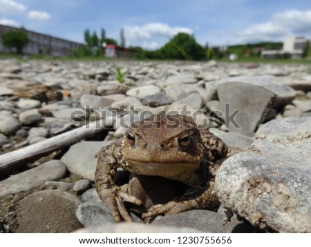 Frog on gravel