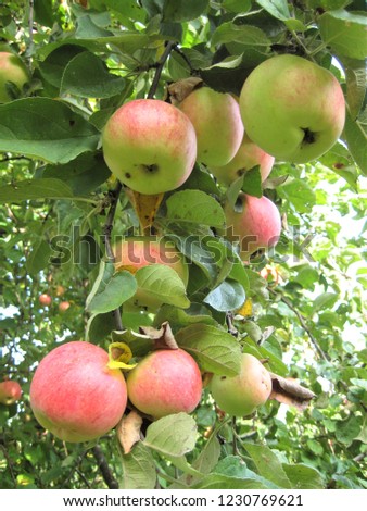 macro photo with decorative background of beautiful young fruits on the branch of Apple tree plant in horticulture and agriculture as a source for prints, advertising, posters, decor, interiors