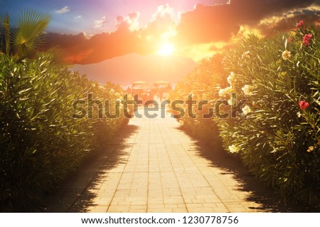 Beautiful alley of green bushes with white flowers against mountains with night sky and sunset