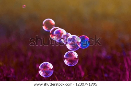 festive beautiful background with flying bubbles shimmering in the sun over the summer meadow
