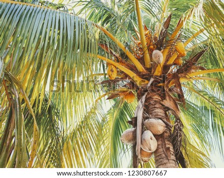 Retro style green bottom view of big tropical coconut palm near beach, with ripe coconuts hanging on the tree, lush leaves or fronds growing from stem and clear blue sky in the background