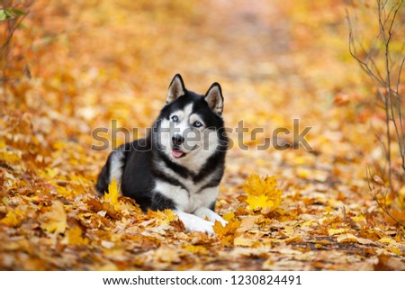 Beautiful black-and-white blue-eyed Siberian Husky lies in the yellow autumn leaves. Cheerful autumn dog.