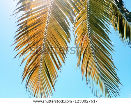 Retro style green bottom view of two leaves of coconut palm hanging down from the tree, from the top side of screen, clear sunny blue sky in the background