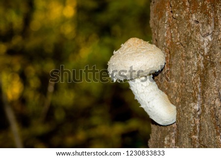 Beautiful, white, young inedible fungus (Pholiota populnea) on the tree trunk. A poisonous mushroom grows from the bark of a tree. Beautiful mushrooms closeup. 