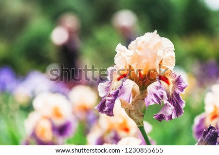 Colorful iris flower in the garden