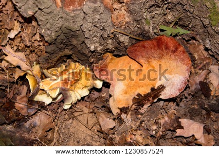 A beautiful, edible  red (Fistulina hepatica) and inedible yellow mushrooms on a tree trunk. Mushrooms grows at the root of oak tree. Beautiful mushrooms closeup.
