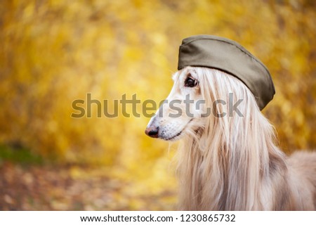 Dog, Afghan hound in a military cap, against the background of the autumn forest. Host protection concept, dog protector