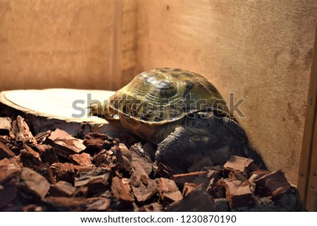 Cute little pet Central Asian tortoise on the floor in the house