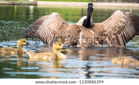 geese in a pond 