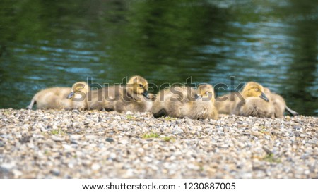 baby geese by the water