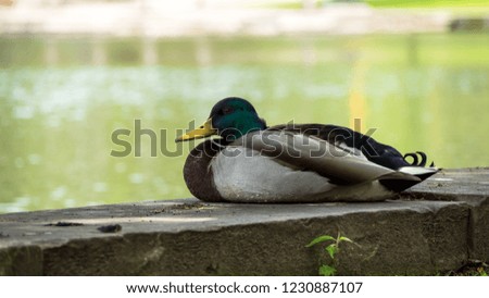 mallard duck by the water