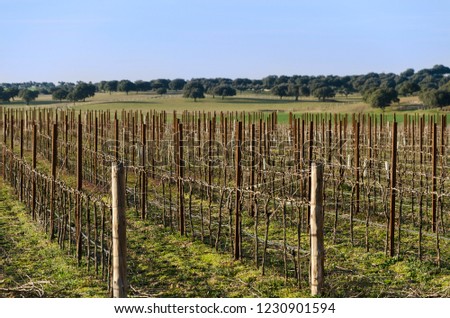 Vineyard in autumn, in the Mediterranean-continental climate, and the holm oak in the background. Spain