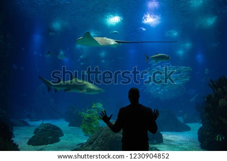 Silhouette amazed by an aquarium.