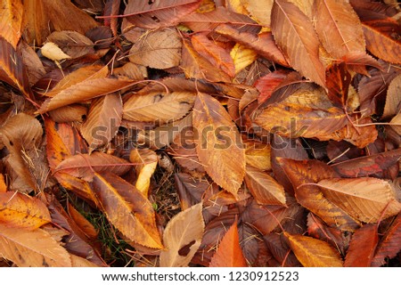 Autumn colorful leaves in the garden