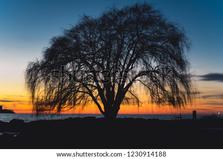 Edgewater park tree