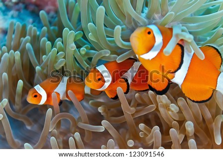 Clownfish on the soft coral Royalty-Free Stock Photo #123091546