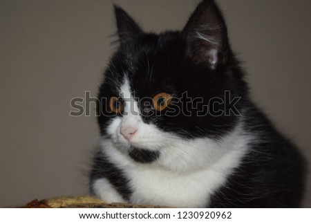 Black bushy cat mystical look. Pet sitting on pillow