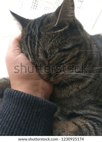 Tabby Cat being petted