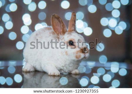 Little rabbit on Christmas