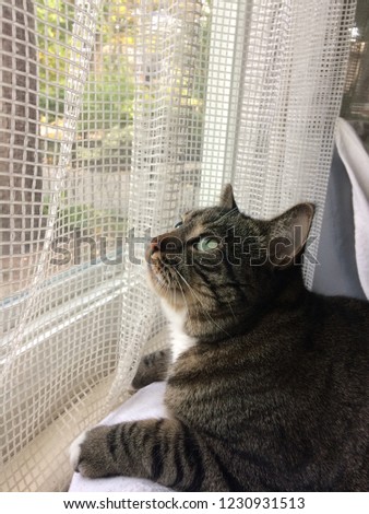 Cat looking at the window