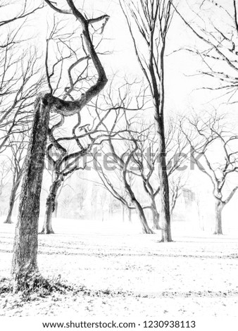 Snow in Central Park in New York. Trees in front and buildings far back and a clare sky. Black and white picture. 
