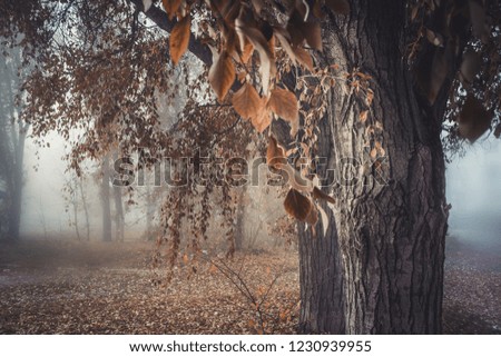 Autumn foliage. Trees in the morning mist.