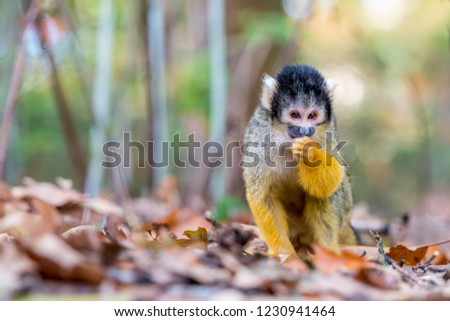 Portrait of Squirrel monkey on blurred background– stock image