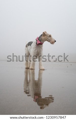 Wire haired fox terrier standing alone on a blank grey cold beach. 