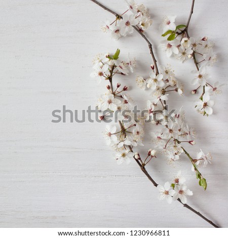 Background with a blooming branch of spring cherry plum