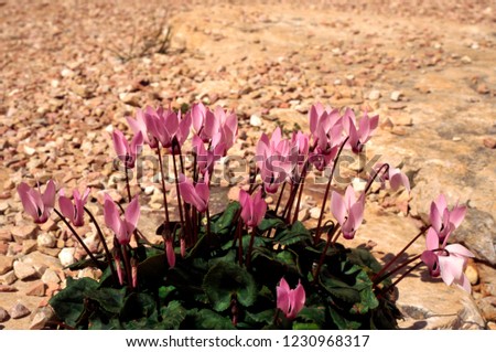 Cyclamen persicum flower, symbol of Israel growing in rocky conditions, March 10, 1998