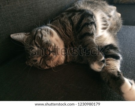 tabby cat sleeping