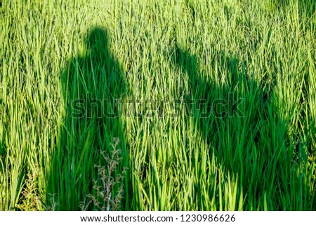 The family shadow on the green rice field.