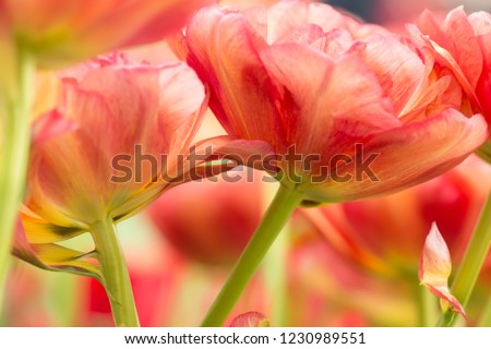 Parrot tulip flower close-up using shallow focus in soft lighting. Soft and gentle spring flower natural background. Flowerbed with red and yellow mixed color tulips. Tulips blur wallpaper.