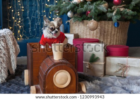 Chihuahua dog near Cristmas Tree, presents and lights in hotel or home living room with decorative fireplace. Interior with Pantone 2019 tends colours Valiant Poppy and Nebulas Blue.