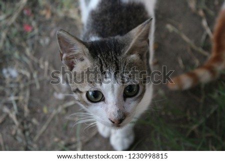 Photos for Egyptian cats, with high quality you can get more pictures in my account.