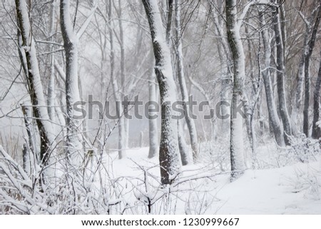 forest in the snow for text