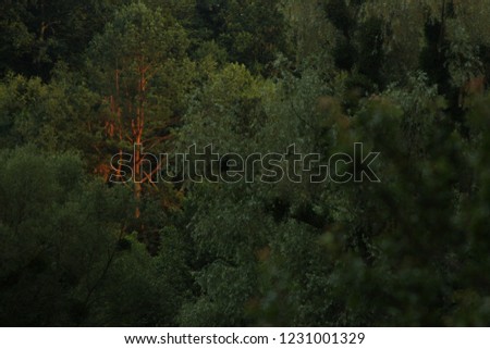 sun ray on a tree in the forest for text