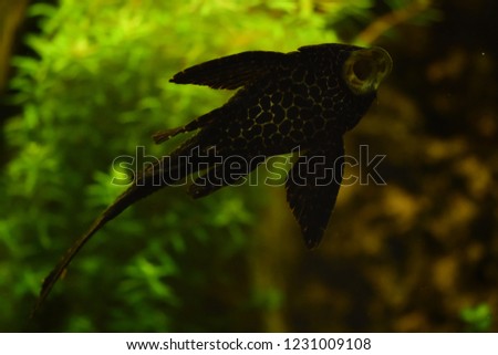 Freshwater aquarium fish, Pterygoplichthys gibbiceps, armored catfish
