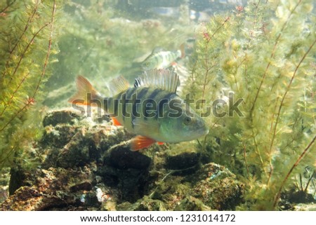 European perch, perca fluviatilis Royalty-Free Stock Photo #1231014172